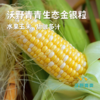沃野青青生态  水果玉米4斤装 商品缩略图0