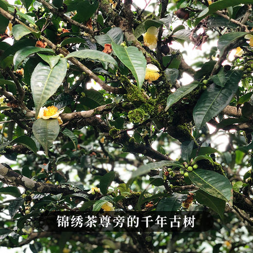 【茶祖香竹箐】茶界种话 行家收藏之选 香甜飘十里 味酣一杯中 普洱茶生茶 357克/饼 商品图8