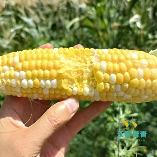 沃野青青生态  水果玉米4斤装 商品图3