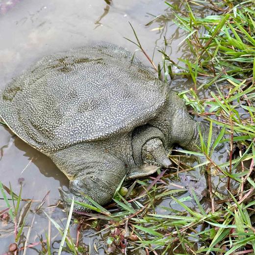 公德清外塘甲鱼49.8元/1只(1.8~2.1斤浮动包活)   明天下午到 商品图3