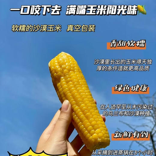 玉巨人 内蒙沙漠种植 玉米🌽 口感好推荐 绿色食品 出口标准 3.7斤袋（39.9/袋） 商品图5