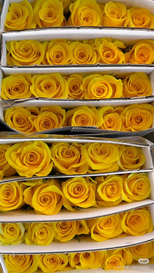 黄玫契机 商品图1