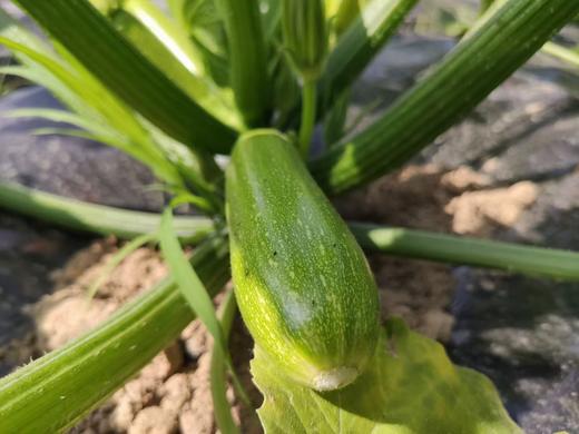 年卡时令套装菜箱 商品图3