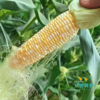 沃野青青生态  水果玉米4斤装 商品缩略图5