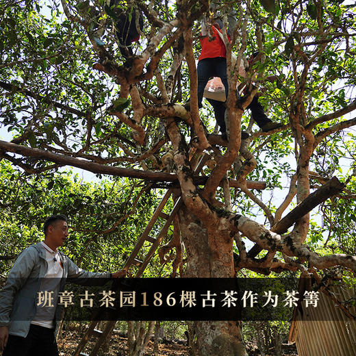 【茶王七星班章白菜青饼】2025年春茶 史诗级巨作让整个茶界为之沸腾，正统班章味班章韵中国制茶大师多年心血结晶 商品图2