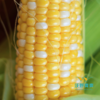 沃野青青生态  水果玉米4斤装 商品缩略图1