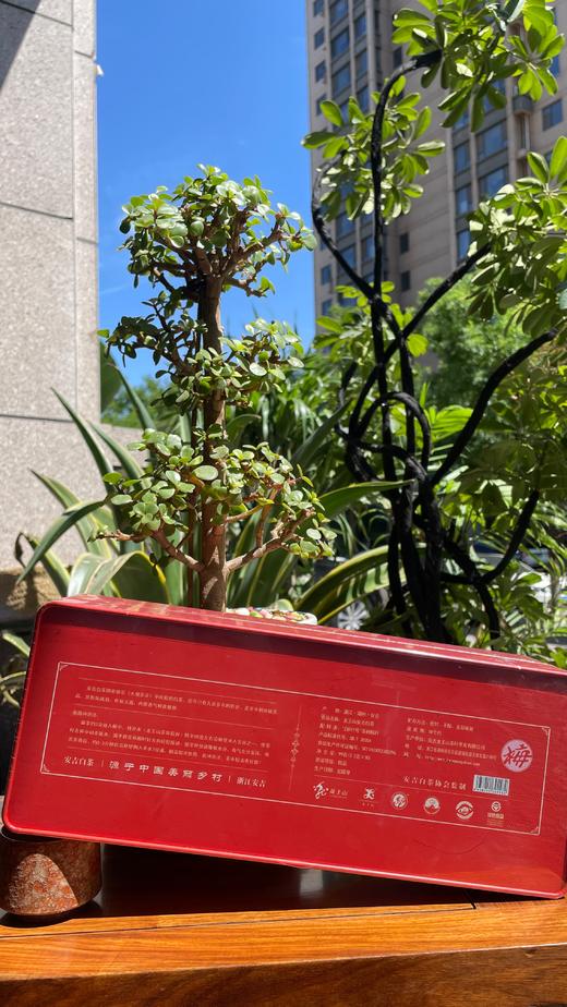 龙王山安吉白茶正宗明前茶礼盒装（梅）红色精品茶叶100g 商品图10