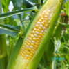 沃野青青生态  水果玉米4斤装 商品缩略图2