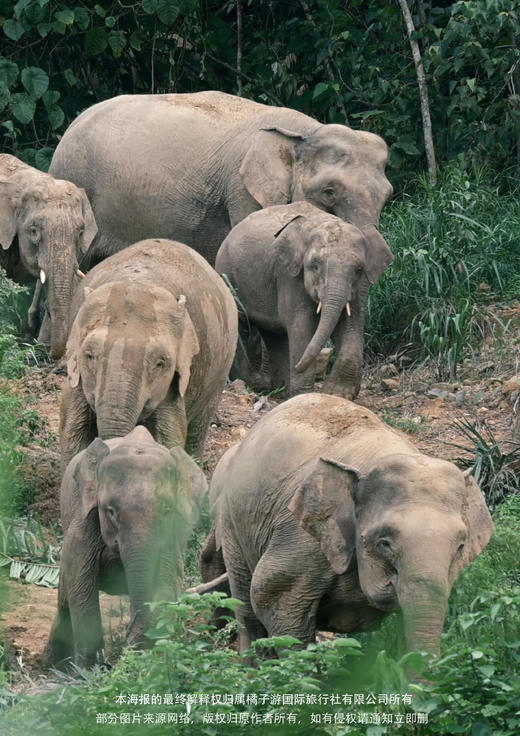 【奇趣雨林·婆罗洲】 6天5晚 商品图1