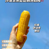 玉巨人 内蒙沙漠种植 玉米🌽 口感好推荐 绿色食品 出口标准 3.7斤袋（39.9/袋） 商品缩略图2