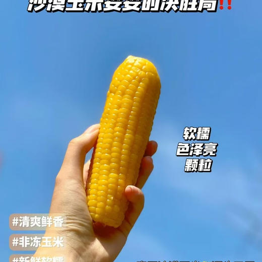 玉巨人 内蒙沙漠种植 玉米🌽 口感好推荐 绿色食品 出口标准 3.7斤袋（39.9/袋） 商品图2