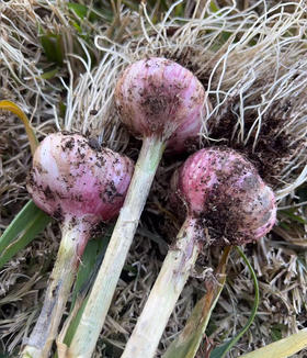 新蒜，自己家种的，没有药，个头挺大的，约3.5斤左右/袋