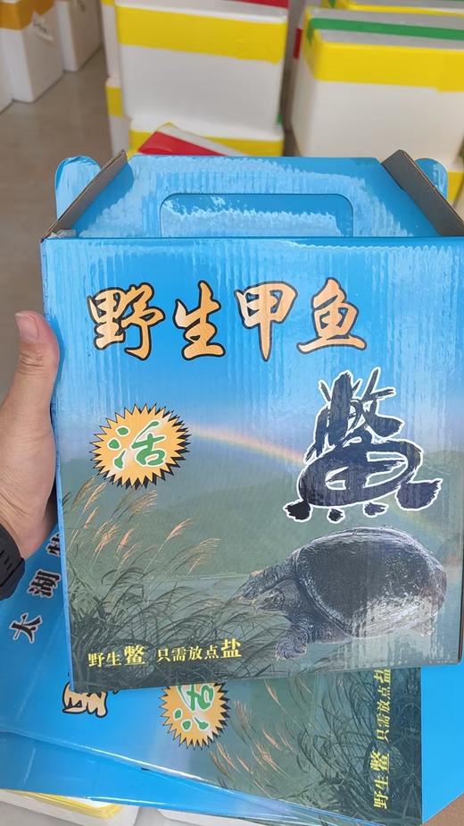 公德清外塘甲鱼49.8元/1只(1.8~2.1斤浮动包活)   明天下午到 商品图4