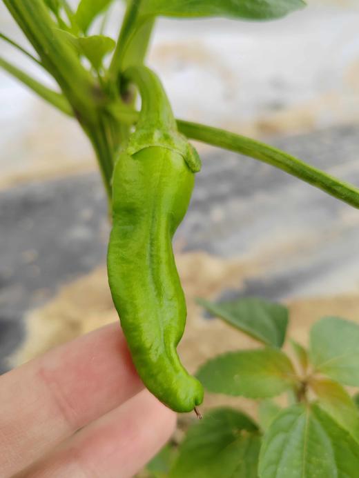 年卡时令套装菜箱 商品图2