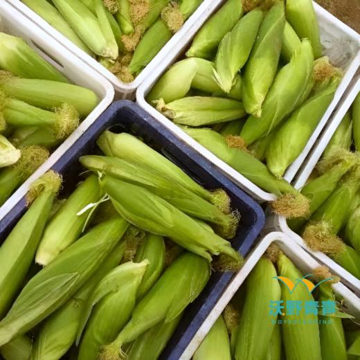 沃野青青生态  水果玉米4斤装 商品图6
