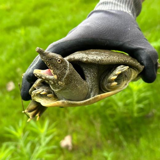 公德清外塘甲鱼49.8元/1只(1.8~2.1斤浮动包活)   明天下午到 商品图0