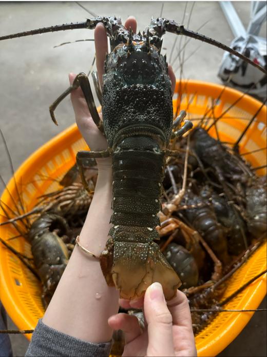 xm爆肉大个头！全是肉！深海翡翠小青龙虾，不管是家里来客撑场面，还是自己深夜解馋，这性价比无敌了全国顺丰活冻冷链~ 商品图1