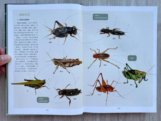 《中国蟋蟀生态图鉴》何祝清 朱笑愚 张韬 海峡书局【官方正版 48小时发货】 商品图3