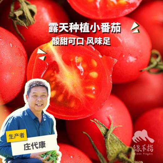 生态圣女果   | 合作生产 *Ecological Cherry Tomatos| Coproduction 商品图0