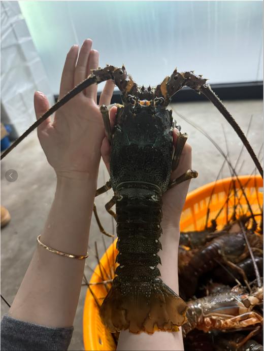 xm爆肉大个头！全是肉！深海翡翠小青龙虾，不管是家里来客撑场面，还是自己深夜解馋，这性价比无敌了全国顺丰活冻冷链~ 商品图0