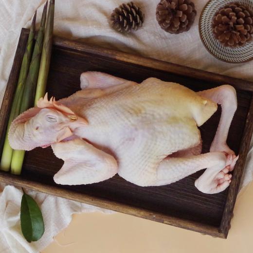 450天果园散养黄郎鸡（老母鸡）处理完净重2.0-2.8斤 【第2只6.5折】 商品图5