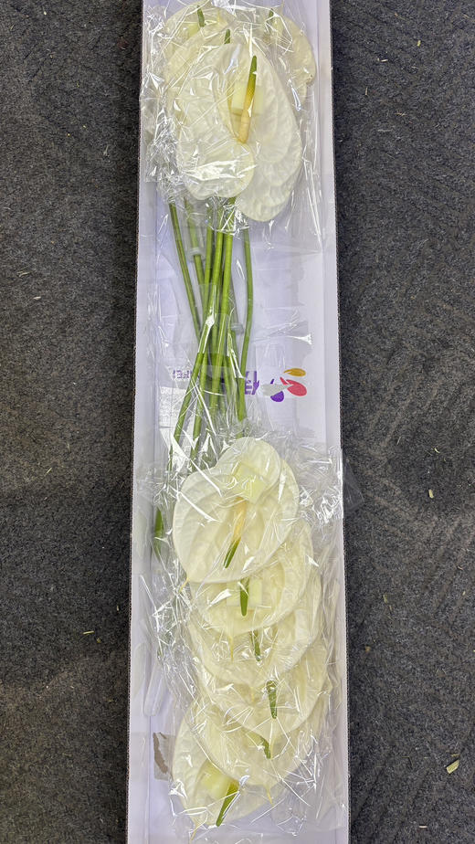 【彩掌】加斯奥沙  米白色  单枝 商品图3