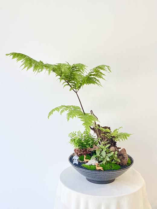 蕨/ALBB480 商品图0