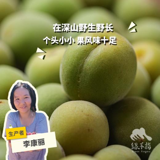 生态青梅（云南）（预售，预计5月12日开始发货） | 合作生产 * Eco-green plum | Coproduction 商品图0