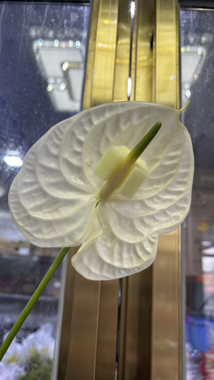 【彩掌】加斯奥沙  米白色  单枝