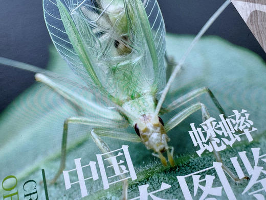 《中国蟋蟀生态图鉴》何祝清 朱笑愚 张韬 海峡书局【官方正版 48小时发货】 商品图1