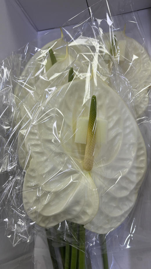 【彩掌】加斯奥沙  米白色  单枝 商品图2