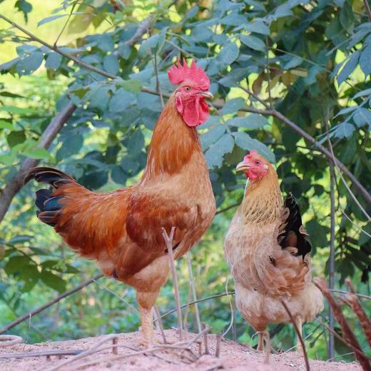 450天果园散养黄郎鸡（老母鸡）处理完净重2.0-2.8斤 【第2只6.5折】 商品图4