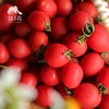 生态圣女果   | 合作生产 *Ecological Cherry Tomatos| Coproduction 商品缩略图4