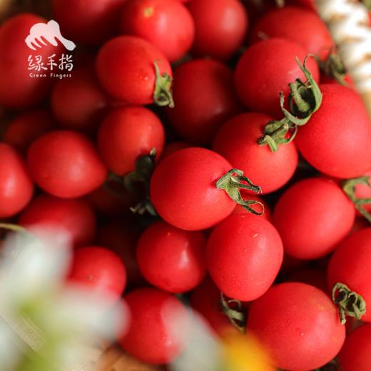 生态圣女果   | 合作生产 *Ecological Cherry Tomatos| Coproduction 商品图4