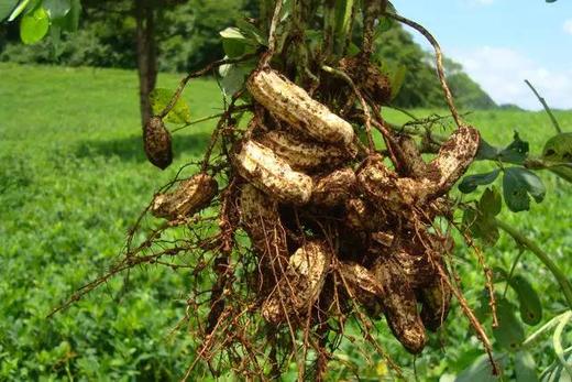 【七彩带壳野地花生】  稀有品种 原生态种植 晒干 500g*2袋/份 商品图3