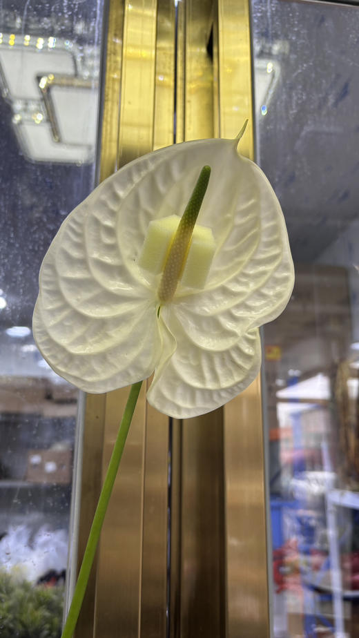 【彩掌】加斯奥沙  米白色  单枝 商品图1