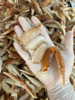 & 纯手工现敲的蟹脚肉🦀，鲜味十足！活冻 商品缩略图1