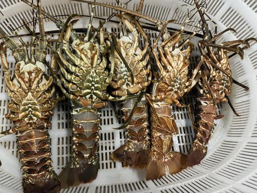 xm爆肉大个头！全是肉！深海翡翠小青龙虾，不管是家里来客撑场面，还是自己深夜解馋，这性价比无敌了全国顺丰活冻冷链~ 商品图4