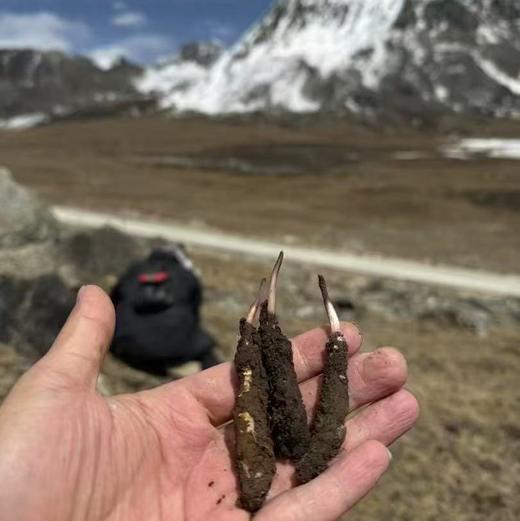 【预售】2026西藏那曲冬虫夏草鲜草 国企品质 援藏工作组推荐（5月20号发货） 商品图3