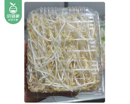 【叼鲜蔬】厦门新鲜绿豆芽/1盒（约300g） 商品图4