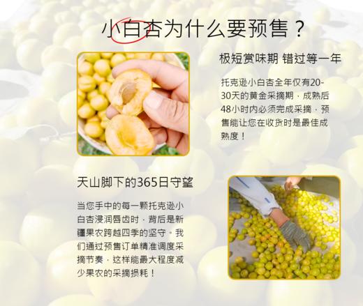 【顺丰发货】新疆轮台小白杏4斤常规礼盒 香甜如蜜 水润多汁 肉质肥厚 商品图2