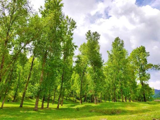 【康乐1日】白桦林+竹子沟1日游 商品图5