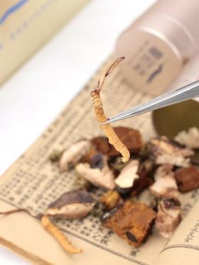 藏四珍 虫草茶 高原珍品 滋养身心 天然草本