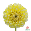 大丽花-柠檬桃子 5枝/扎 商品缩略图0