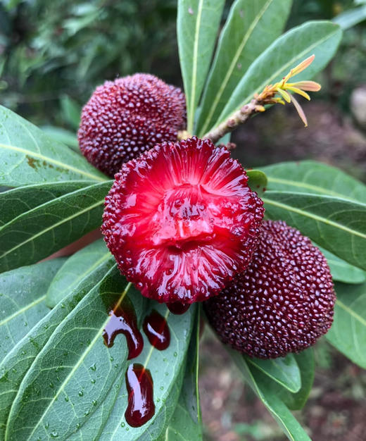 云南东魁杨梅，排毒养颜、祛暑生津！杨梅所含的果酸开胃生津，消食解暑，是夏季开胃祛暑、减肥瘦身的佳品！特大果，壹元硬币大小，锁鲜包装，2斤/盒 商品图1