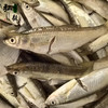 【弘毅六不用生态农场】小白鱼3斤/份 商品缩略图2