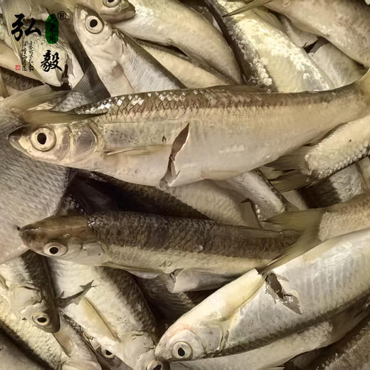 【弘毅六不用生态农场】小白鱼3斤/份 商品图2