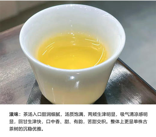 生普 | 千百树 2024年大雪山 500+ 树龄 大单株 200g/饼 商品图3