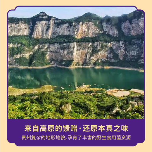 荪衣草菌汤包60G 商品图5