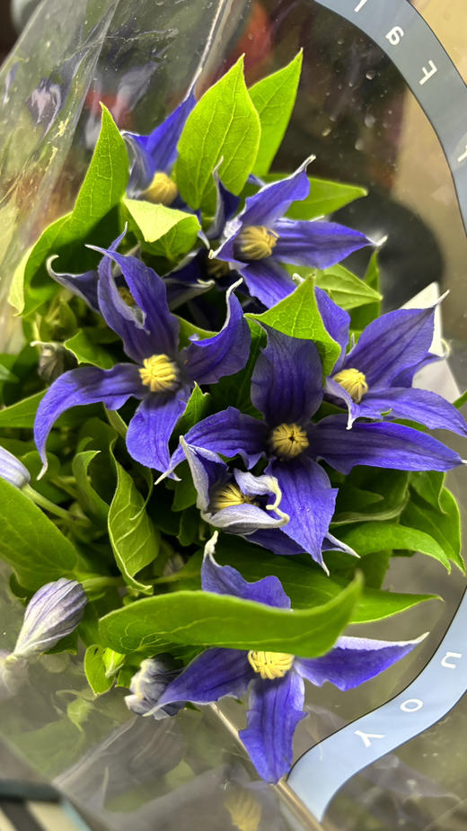 【稀少品】国产铁线莲 诺亚  约10枝/扎 商品图3